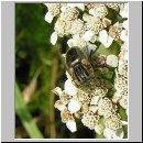 Eristalinus sepulchralis - Matte Faulschlammfliege w01.jpg